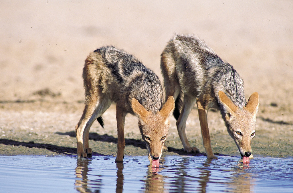 Jackals Drinking South Africa Black Backed Jackal In Kru