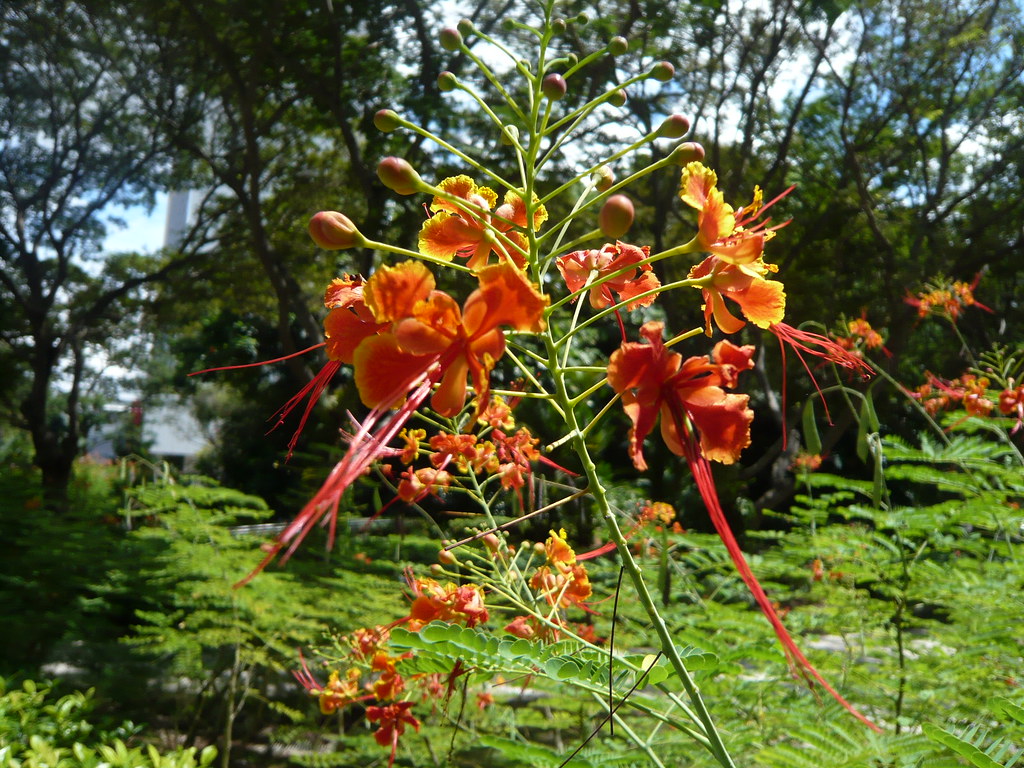 Common singapore roadside flower