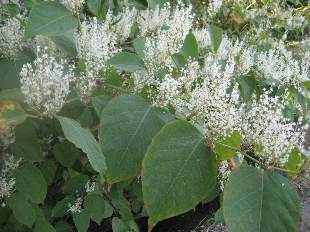 Japanese Knotweed Japanese Knotweed Ontario Invasive Plant Council Bob Beltran