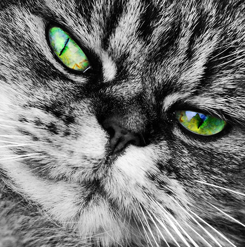 The cat's whiskers