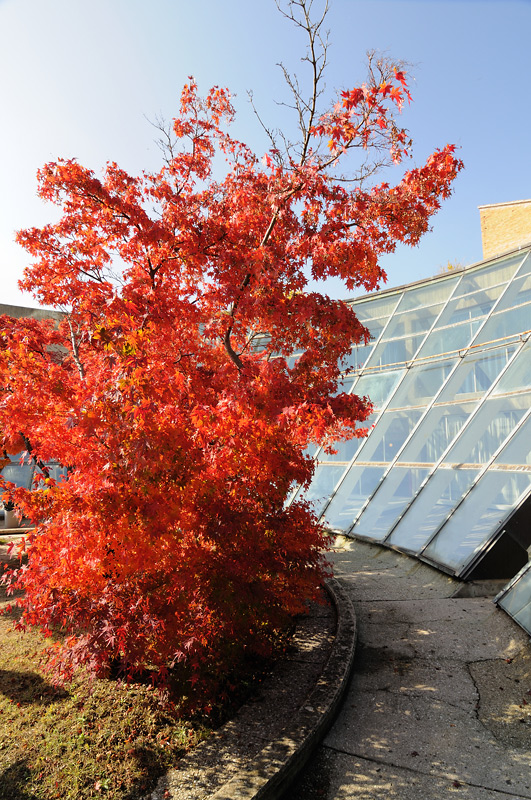 Notato un ramo dalle foglie rosse che aveva fiorito uguale al resto della pianta. L Albero Dalle Foglie Rosse Resta Di Questo Colore Solo Pe Flickr