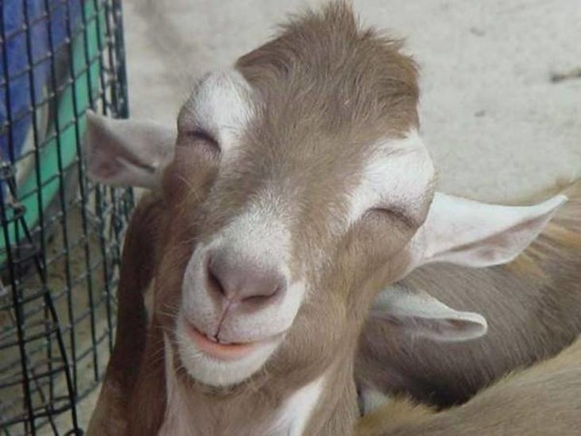 Free Gambar File Kambing Tersenyum 02 JPG Wikimedia Gambar Gratismons Terbaru by Lampung Hits