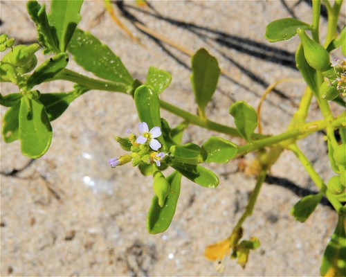 American sea-rocket