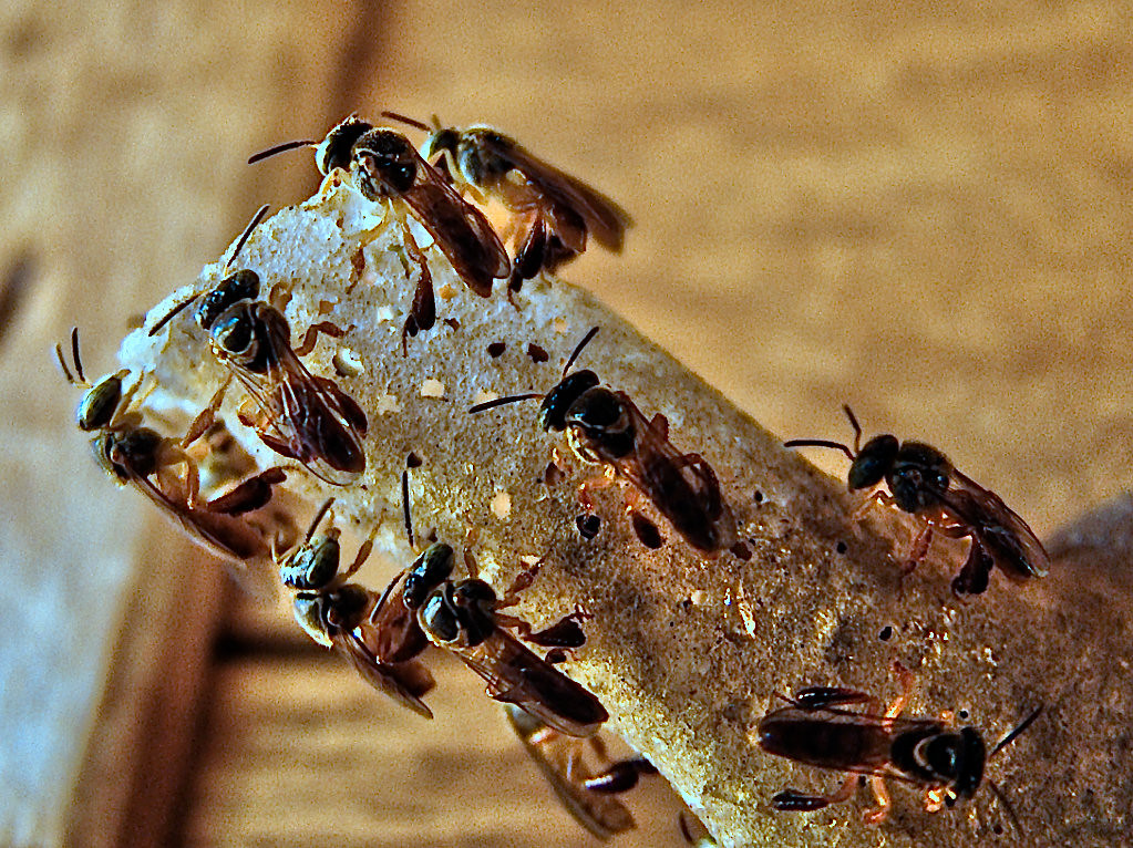 Ache aqui telefone e endereço da animalia pet shop e demais pet shop. Abelhas Jatai Amarela Tetragonisca Angustula Abelhas Jat Flickr