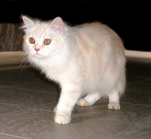 Free Gambar Wallpaper Kucing Bergerak 38 Image Collections Of Wallpapers Terkeren by Lampunghits.com
