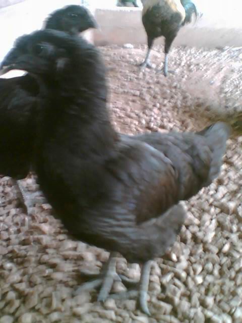 Dapatkan Gambar Ayam Jago Steemit Terbaru by www.lampunghits.com