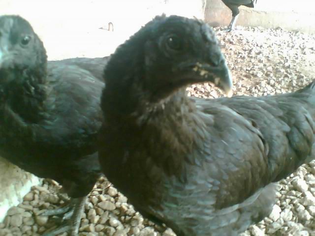 Gratis Download Gambar The World S Newest Photos Of Ayam And Hitam Flickr Hive Mind Terbaru by Lampunghits.com