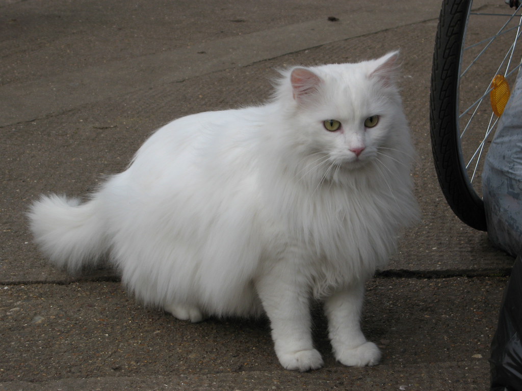 48+ fluffy white kitten pics