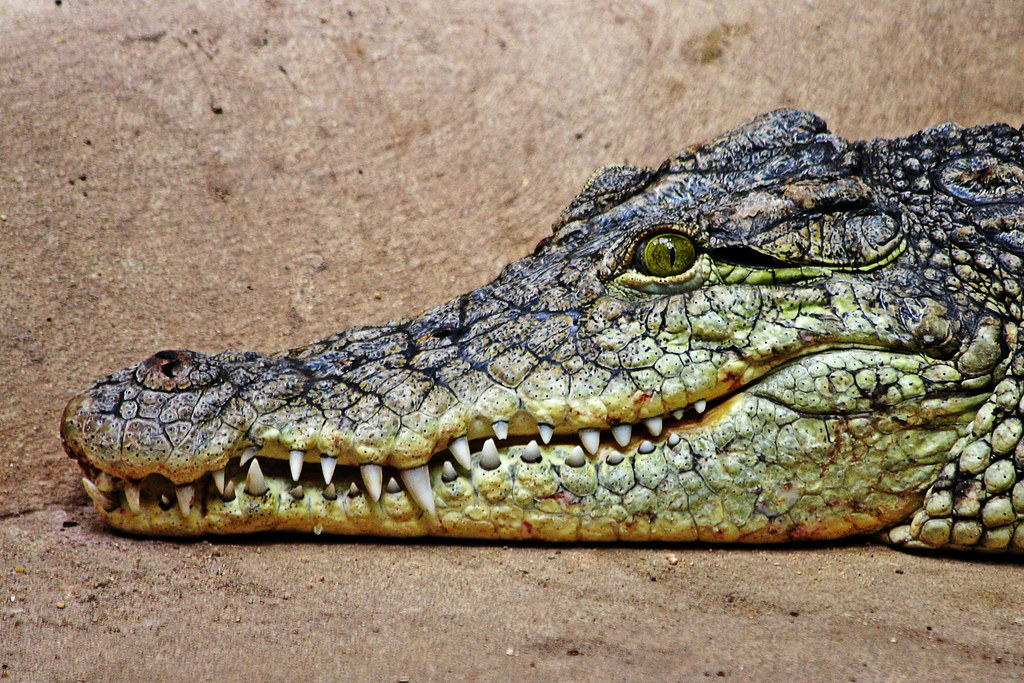 Croc A Fumier Ou De Jardin Leborgne Pour Aerer Le Sol Neoverda