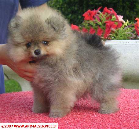 Visualizza altre idee su cani, volpino, animali. Migliore collezione il cane volpino ~ Disegni da colorare