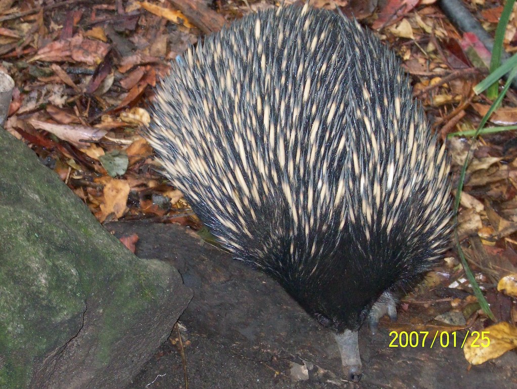 Short-beaked echidna