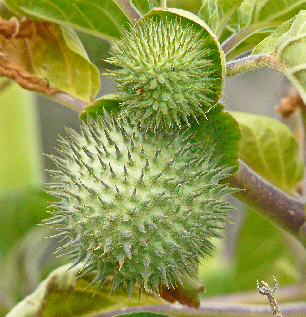 The american's family were among the many to pay tribute to gassaway. Jimson Weed | I was lucky enough to see this plant on an