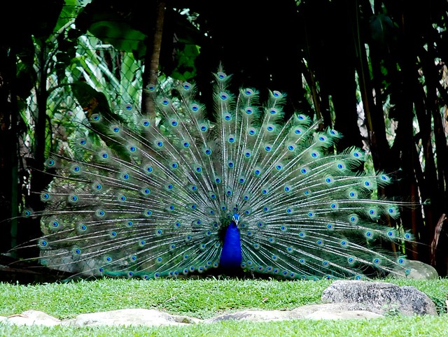 Dapatkan Gambar Burung Merak India Burung Burungmerak Peacock Burung Merak Terbaru by Lampunghits.com