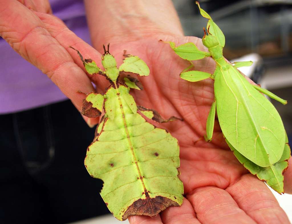 This site contains affiliate links from which we receive a compensation (like amazon for example). Moving Leaf Insects | Moving Leaf Insects are found all