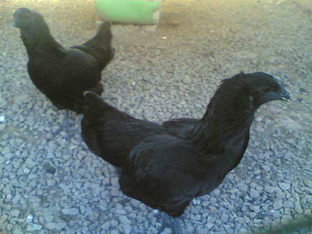Gratis Download Gambar Ayam Cemani Atau Ayam Kedu Yang Berwarna Hitam Terkeren by www.lampunghits.com