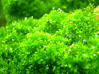 Josh clark have you ever wondered how carpet is made? Riccardia Chamaedryfolia Riccardia Chamaedryfolia Flickr