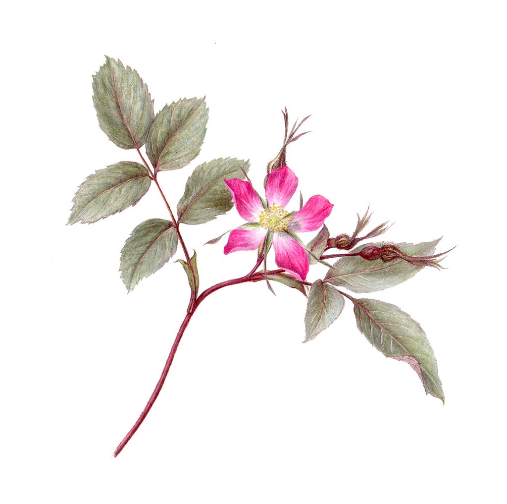 There are over 4000 brands listed here with more added daily. Rosa Glauca A Coloured Pencil Drawing I Made Of One Of My Flickr