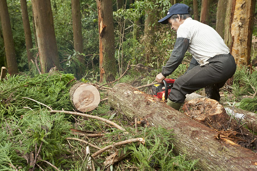 伐木英文伐木 Sahrz 伐木英文伐木 Sahrz