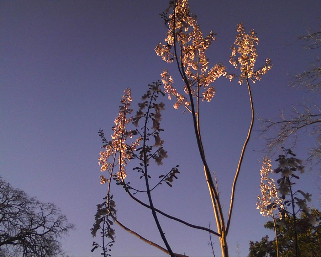 What Kind Of Tree Is This General Discussion Forum In Depth Outdoors