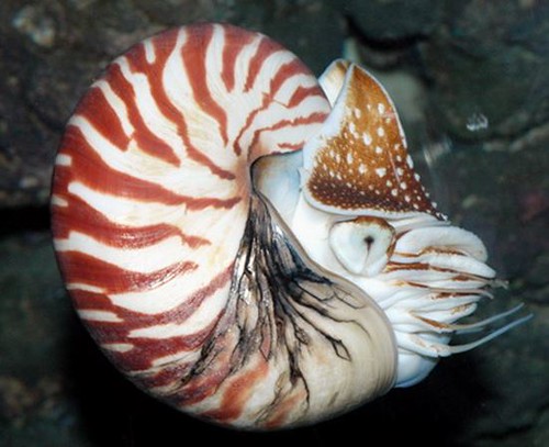 頭足類英語cephalopods Byaml 頭足類英語cephalopods Byaml