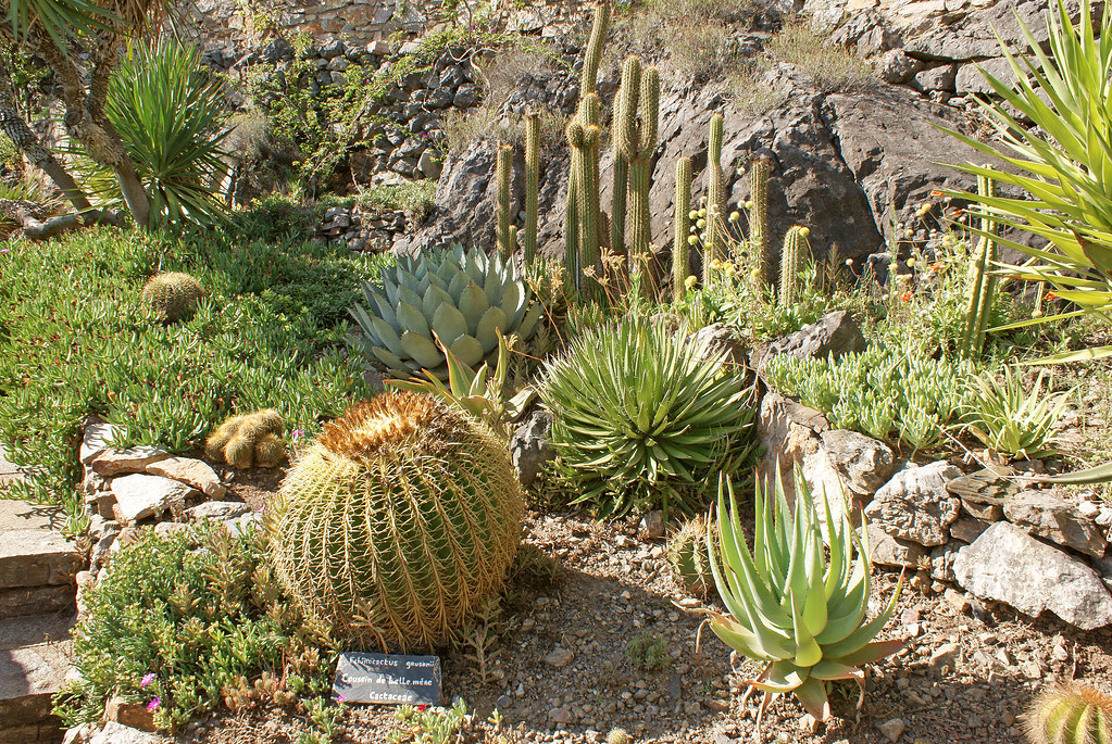 Jardin Mediterraneen De Roquebrun Jardin Mediterraneen De Roquebrun Annuaire Visit Languedoc