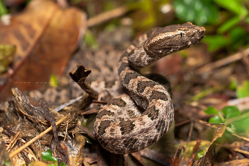 龜殼花龜殼花 Pxmode