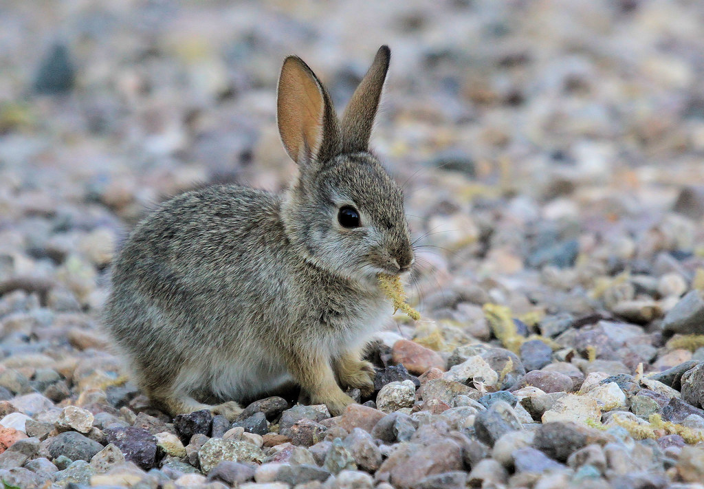 Made on may, 13th / 2018 in rodeo, . Lapin d'Audubon - Sweetwater Wetlands/Tucson/AZ/USA_201404⦠| Flickr