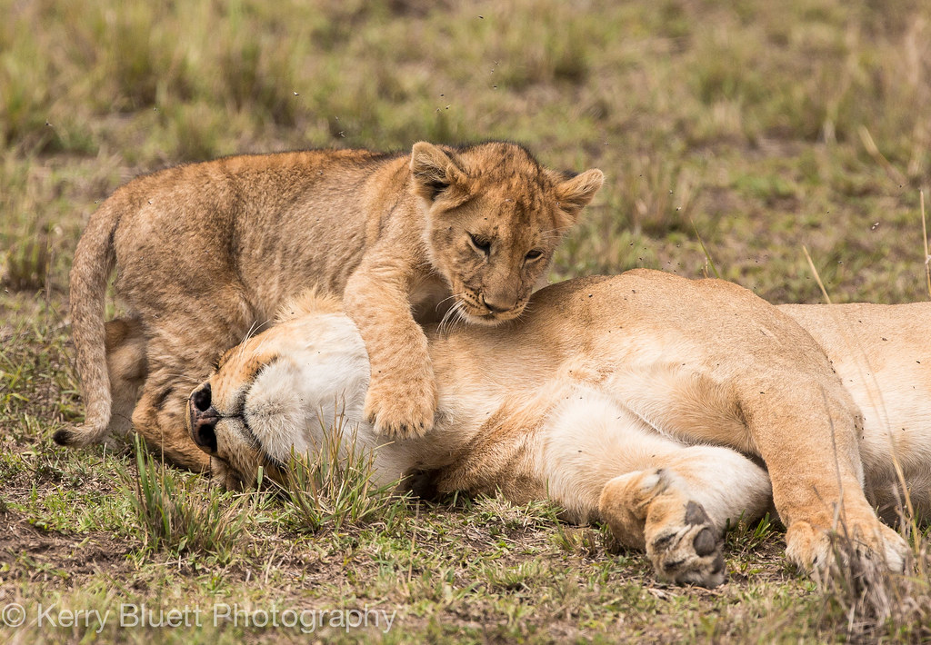 Lion cub and mum