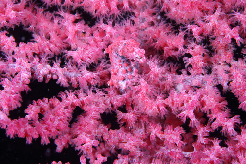 Pygmy seahorse camouflage