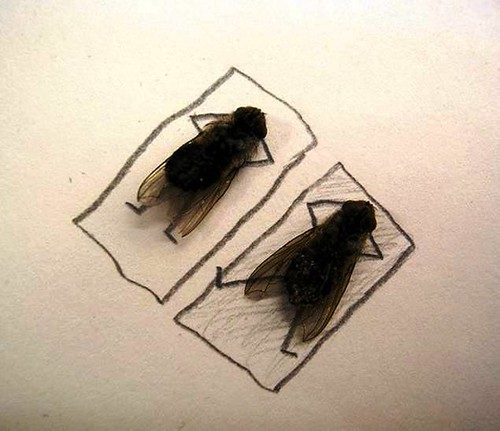 bored at work - fun with dead flies 04