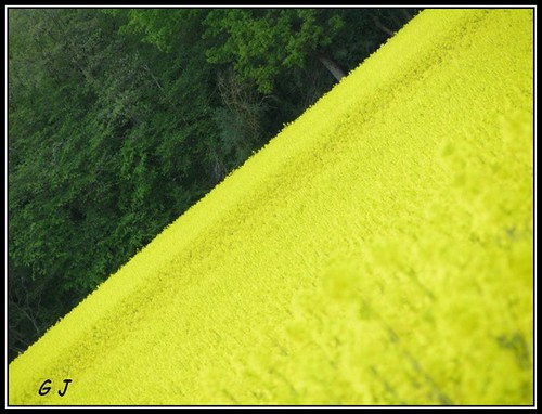 Le mariage du jaune et du vert est parfait pour faire entrer dans la maison un . Le Vert et le Jaune | genevieve jacq | Flickr