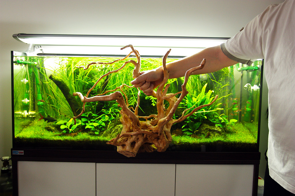 James findley, from the green machine company, planting a spectacular scape created by lava rocks. Redmoor Wood Aquascape