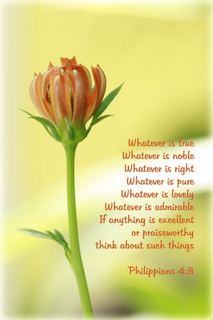 My beloved has gone down to his garden, to the beds of balsam, to pasture his flock in the gardens and gather lilies. Flower Verse A Flower From My Garden With The Nice Yell Flickr