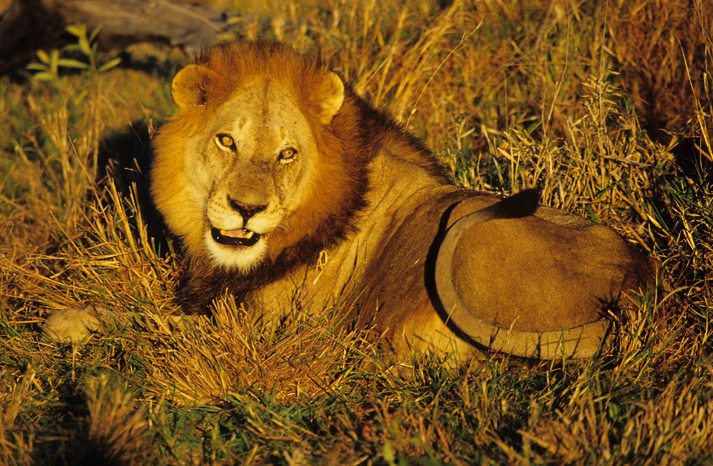 South african lion at sunset