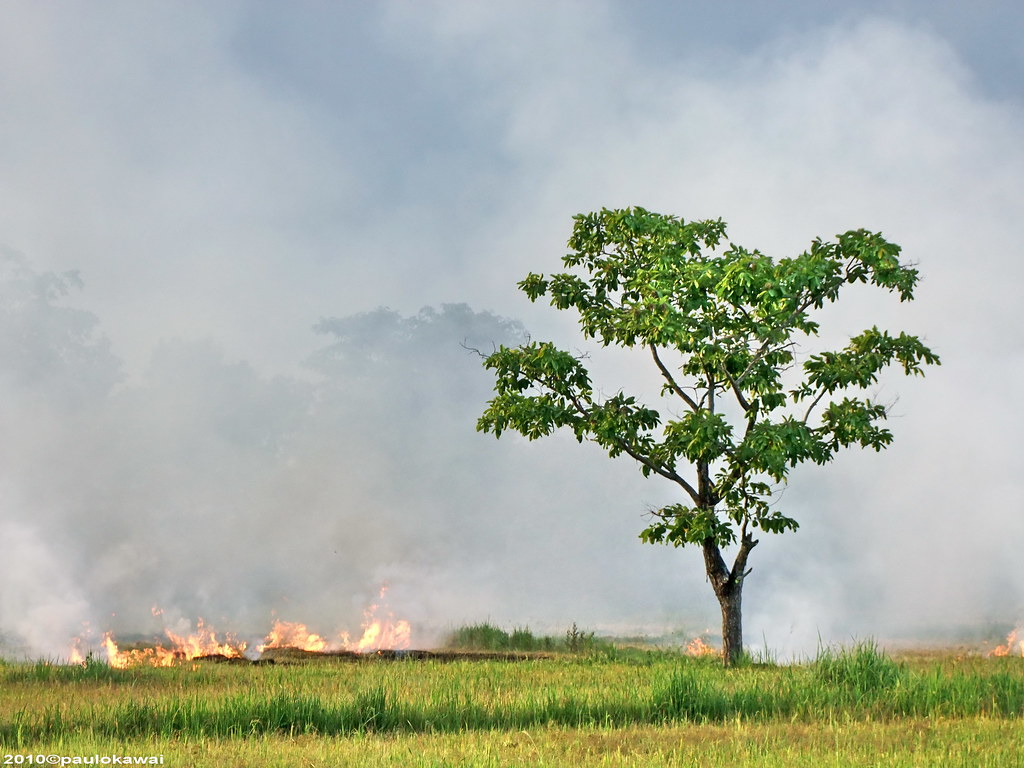 Queimada ... | Phayao, Thailand. | Paulo Kawai | Flickr