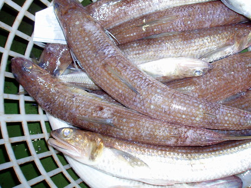 狗母梭道氏狗母魚 Cxstra