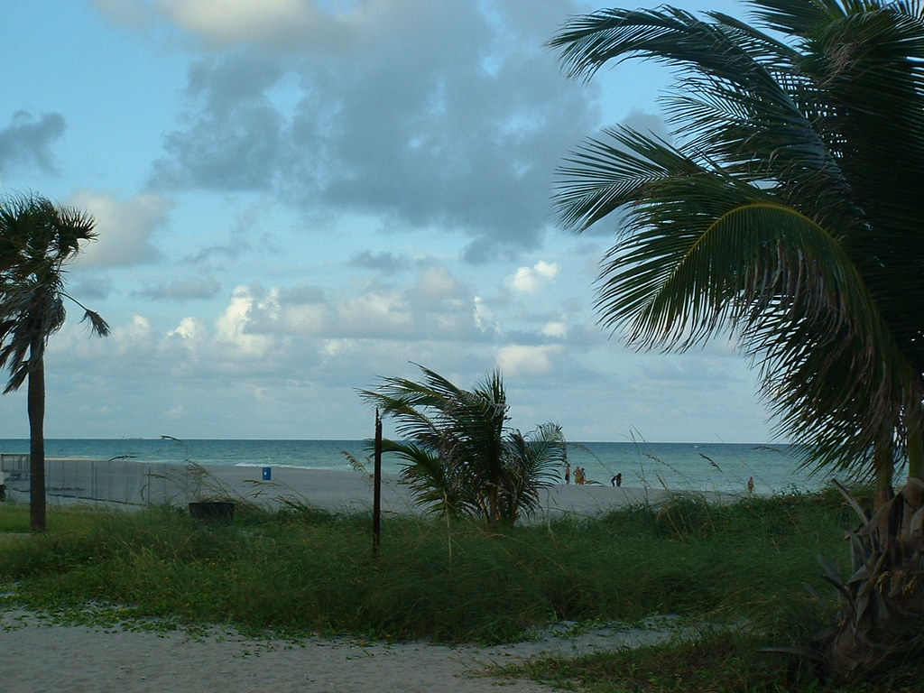 Palm Trees Miami United States Stock Photo 577eb2e3 F6e7 4cb4 8c10 F375ffedbc8a