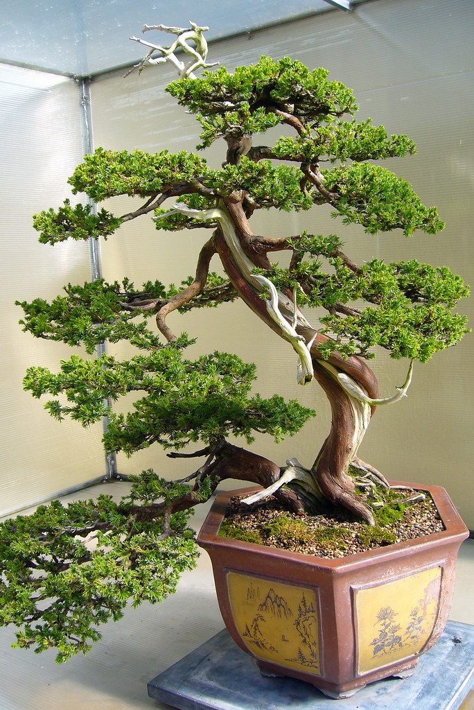 Juniper Bonsai : Cascade Bonsai Juniper By Jason Chan Juniper Bonsai Cascading Bonsai Bonsai Tree Types - Lovely garden kneeler made from denim and has a pocket with a leather trim.