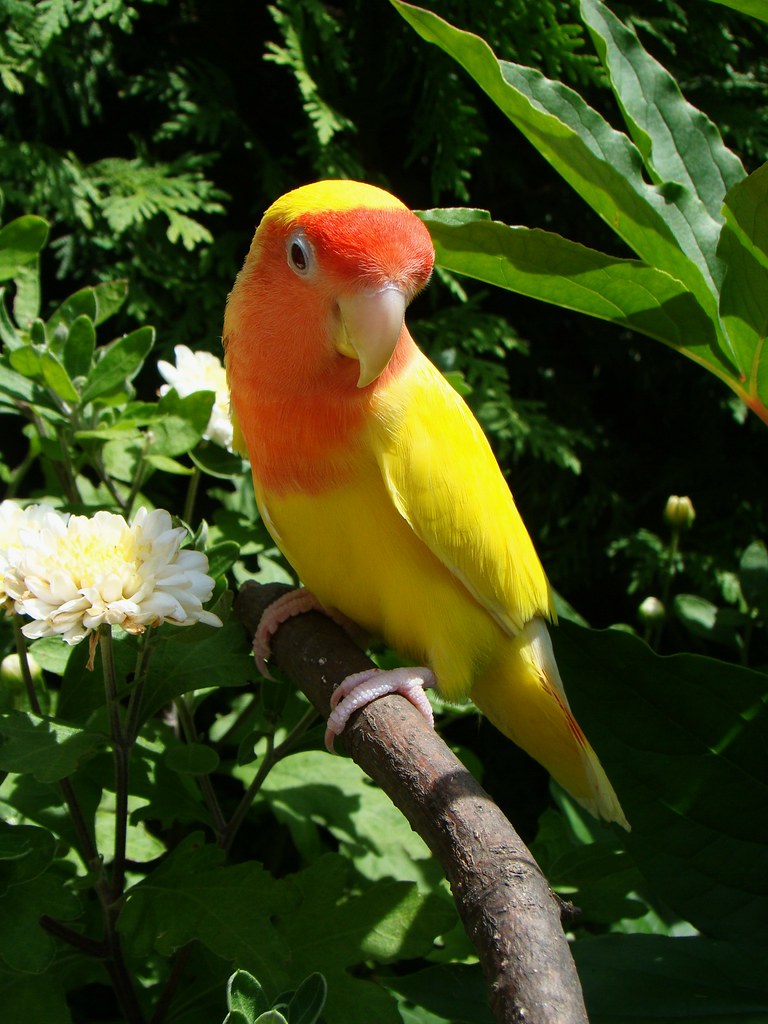 My Lutino Lovebird Tango | Sylvia1Sam | Flickr 1024_X_768_jpg