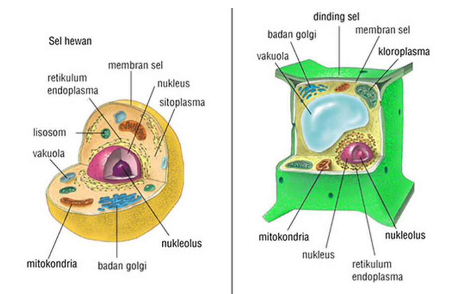 Free Gambar Search Q Sel Tumbuhan Tbm Isch Terkeren by Lampunghits.com