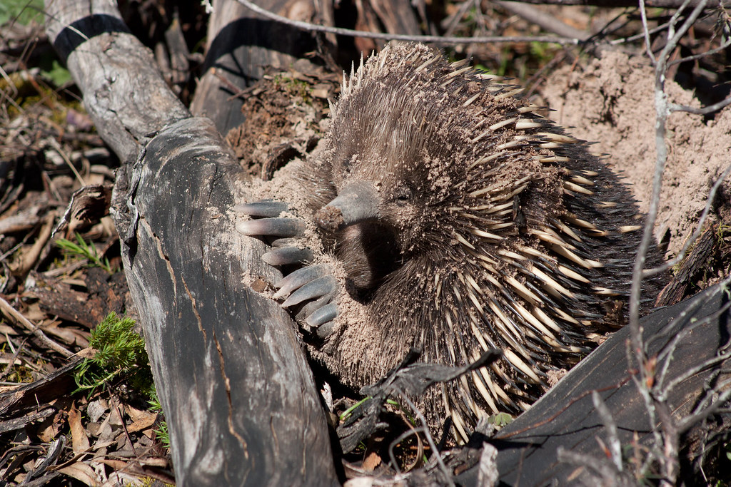 Tachyglossus aculeatus (short-beaked echidna), moora track…