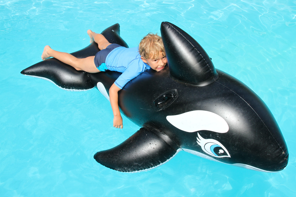 In mature males, the dorsal fin is tall and triangular and may reach a height of 1.8 m (6 ft). Boy On Inflatable Orca Wearing Uv Protective Bathing Clot Flickr