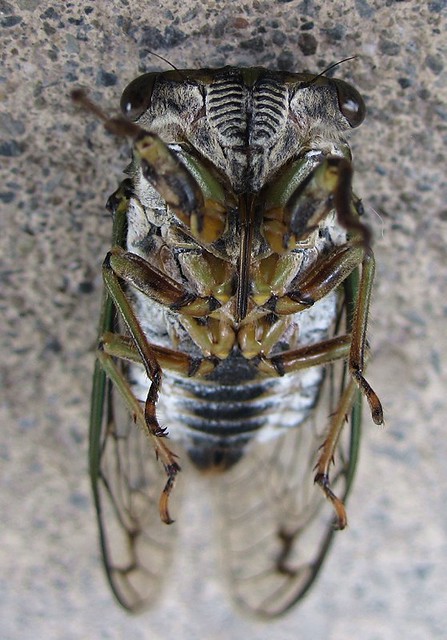 The body is black with green markings. Dog Day Cicada (Tibicen canicularis) | Dog Day Cicada ...