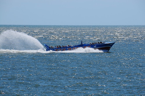 Sea rocket