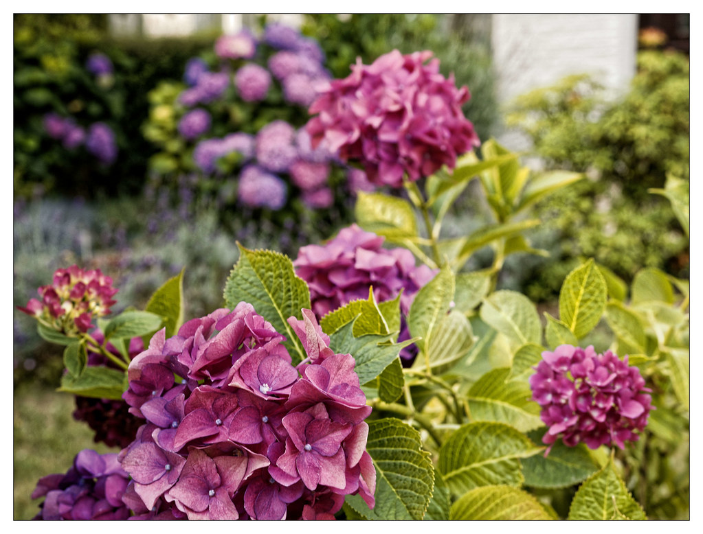 Jardins Ouvriers Coder Et L Epopee De L Usine Coder Marseille