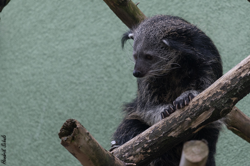 Females are up to 20%. Binturong Zoo Heidelberg Zoo Heidelberg Www Zoo Heidelbe Flickr