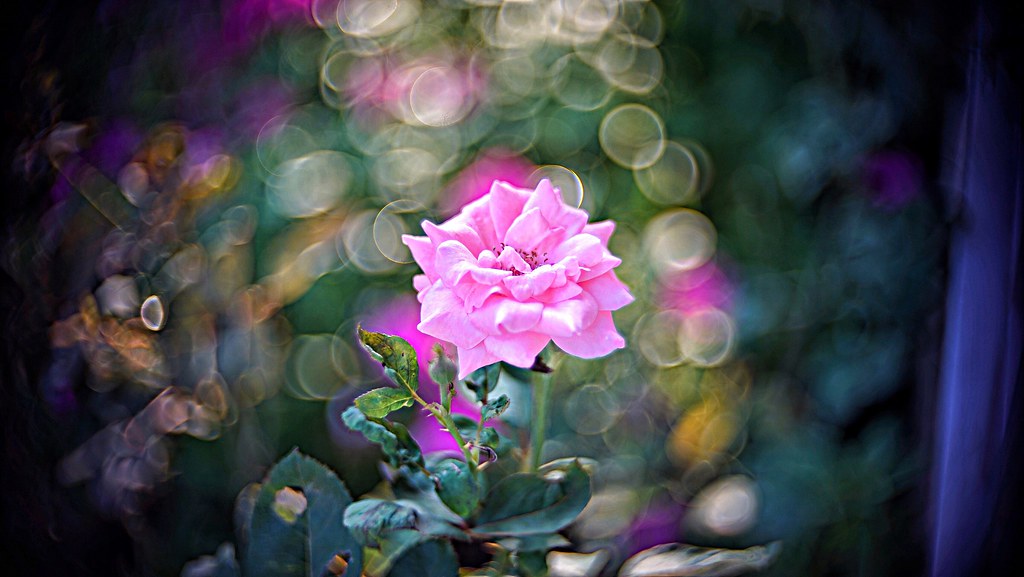 Dallmeyer Max Lite 51mm F1 5 Pasu Kantharattanakul Flickr