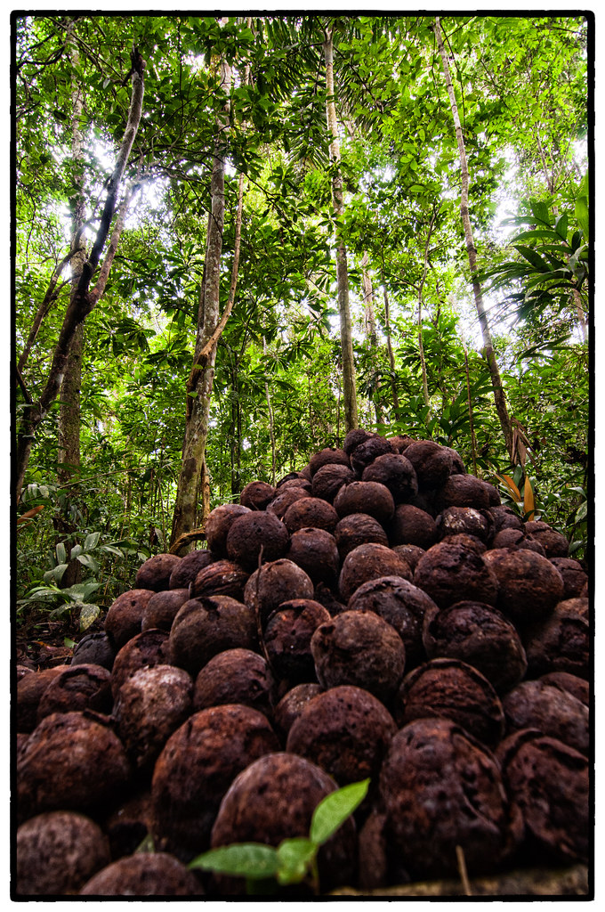 brazil nut bertholletia excelsa fruits - cifor knowledge on where to buy brazil nuts in kenya