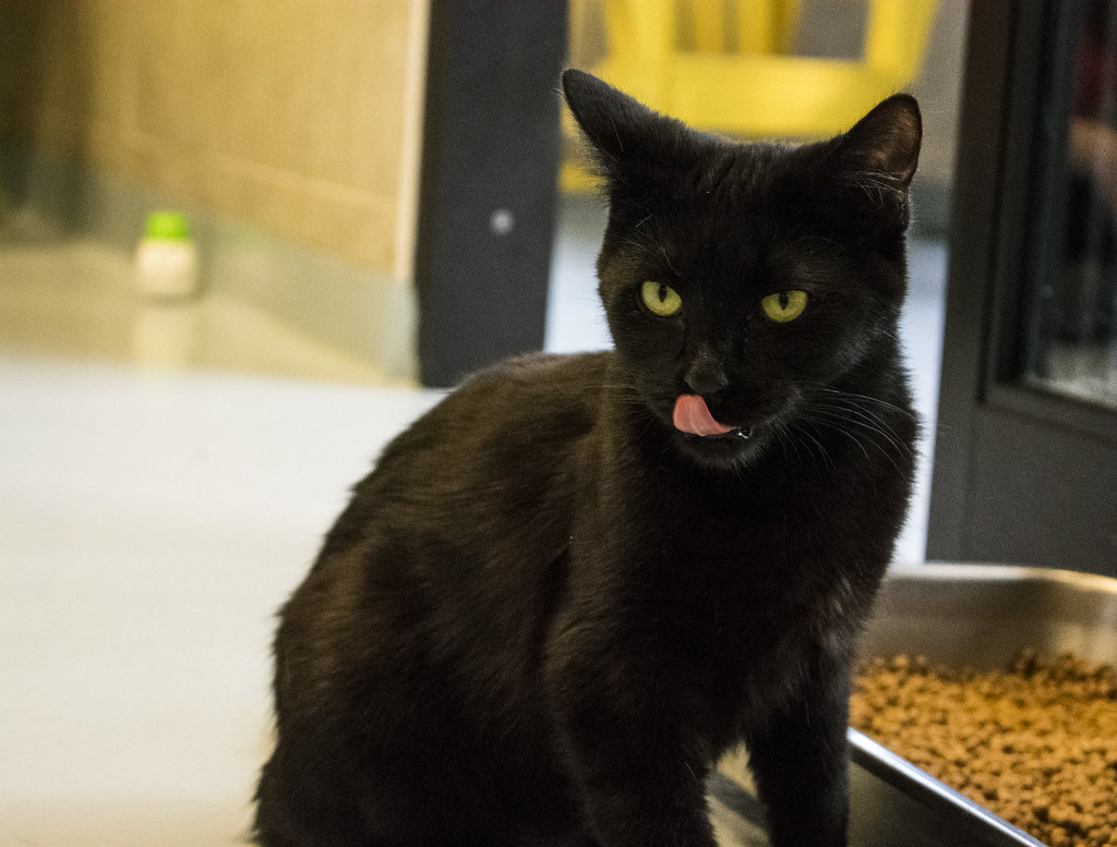 Shelter cat