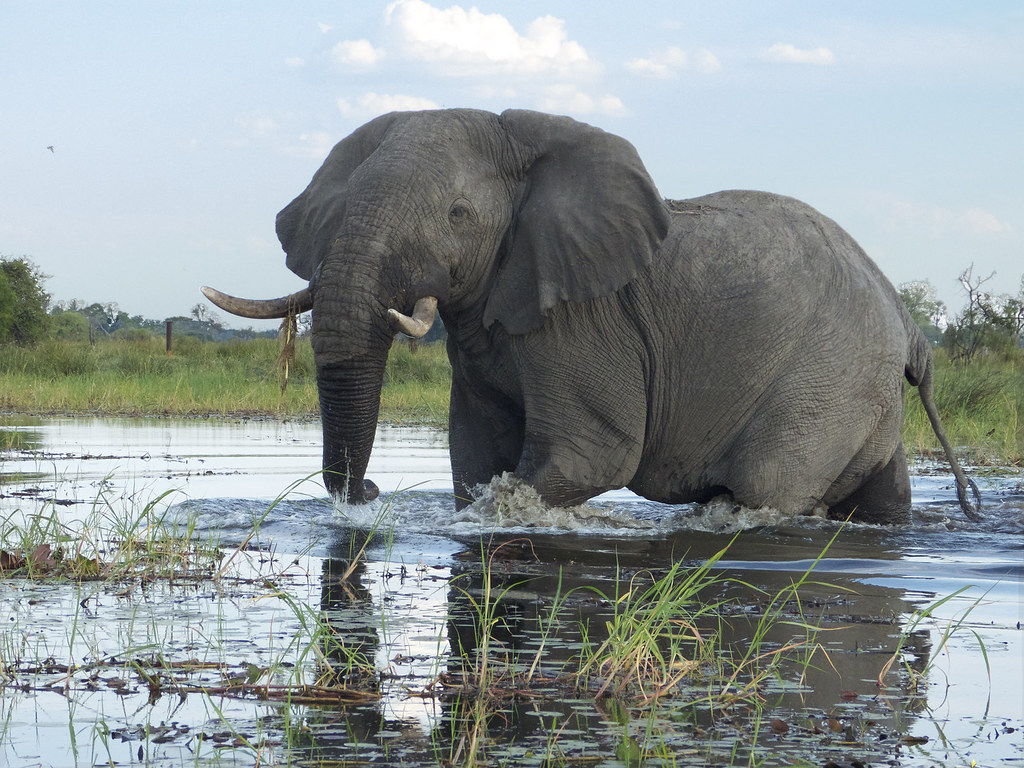Bull Elephant Near The Gimoti Plains Camp Okavango Delta